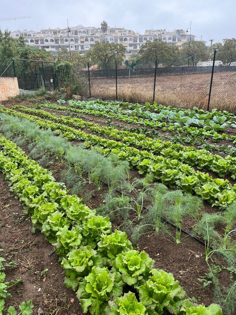Filas de lechugas y plantas de hinojo con edificios al fondo.