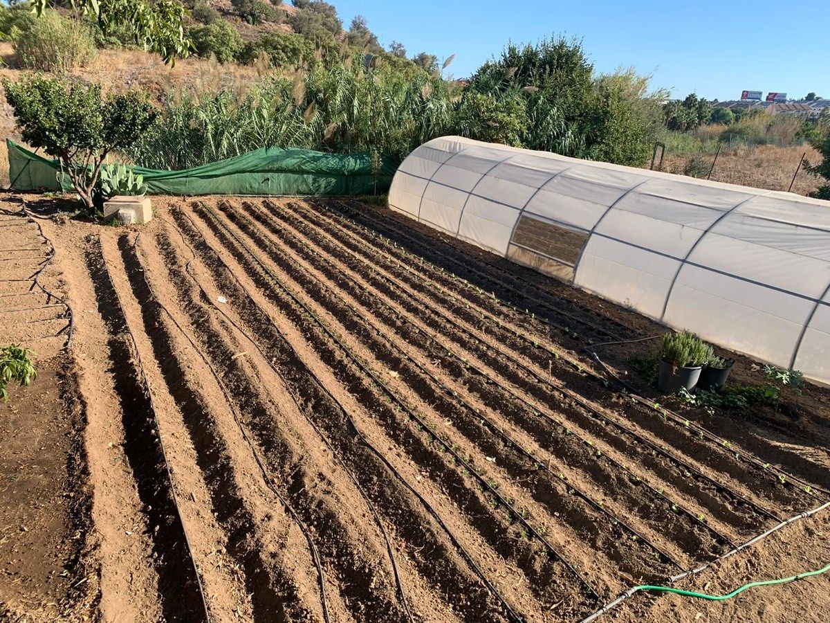 Bancales recién preparados con plantas jóvenes junto a un invernadero.