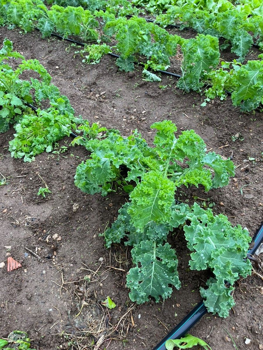 Plantas de col rizada creciendo entre líneas de riego.