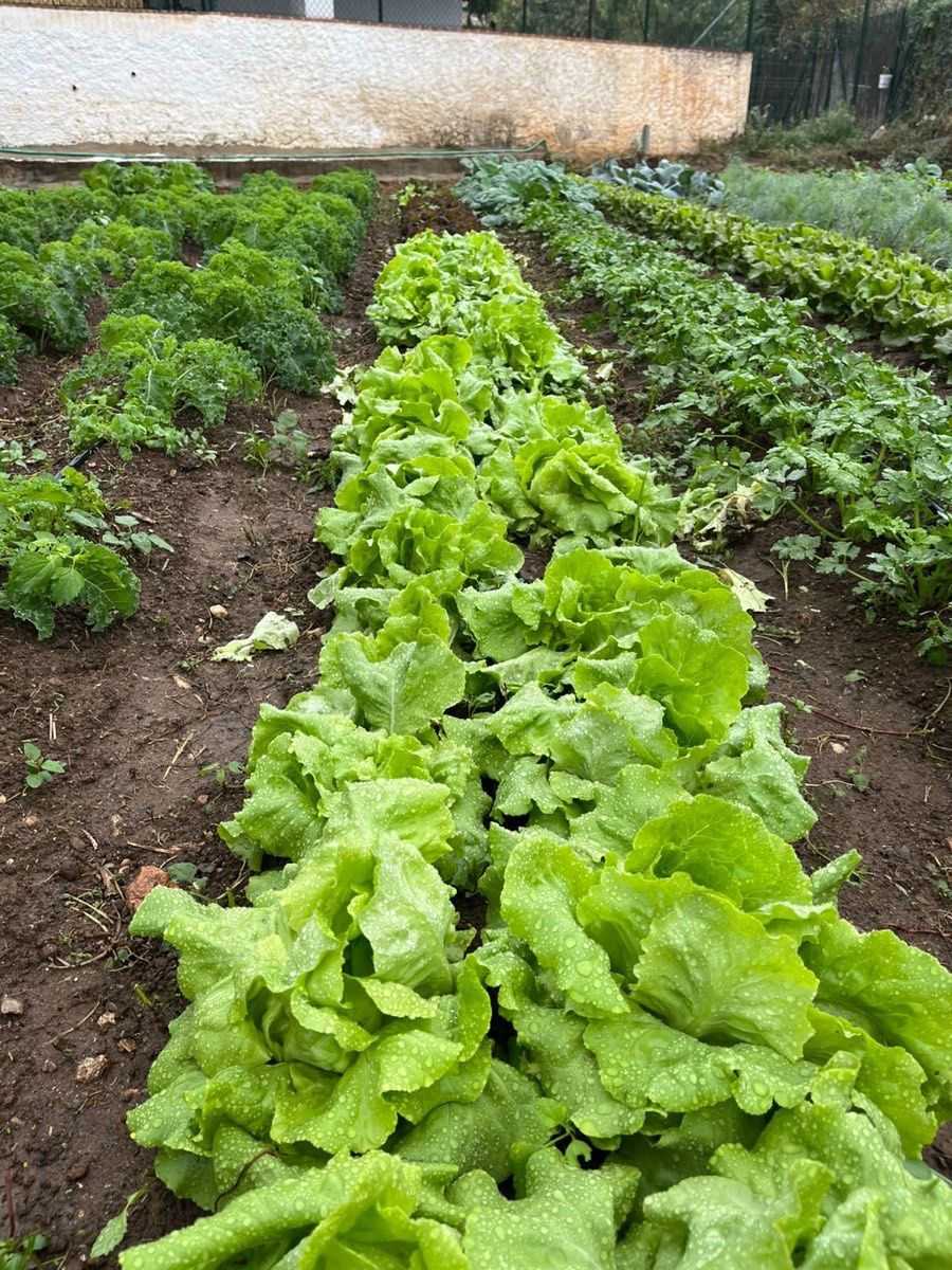 Primer plano de una fila de lechugas verdes con gotas de agua.
